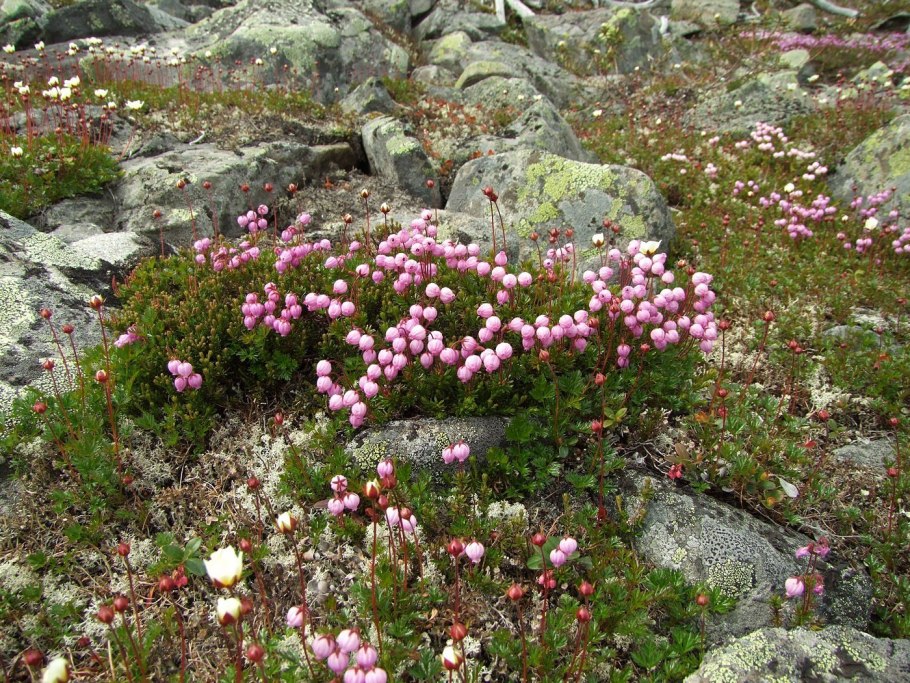 Phyllodoce empetriformis
