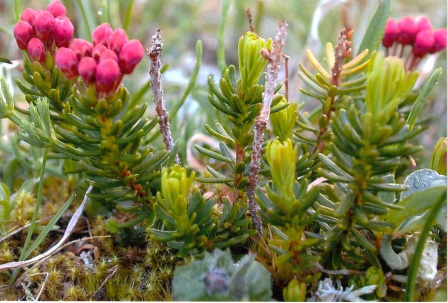 Мохоцветник Гмелина