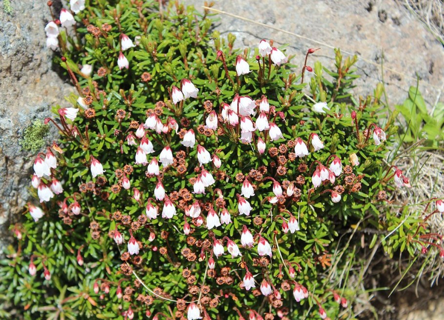 Филлодоце Алеутская