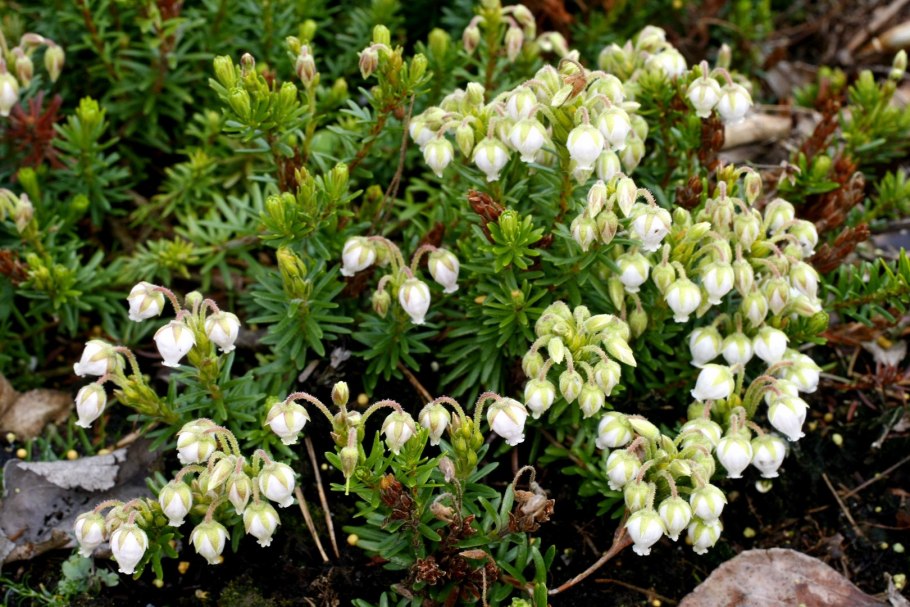 Филлодоце (Phyllodoce coerulea),