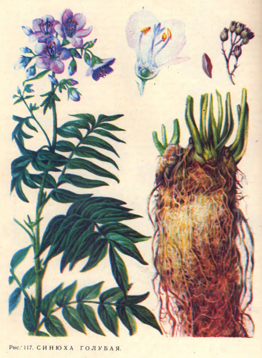 Синюха голубая Лазурная