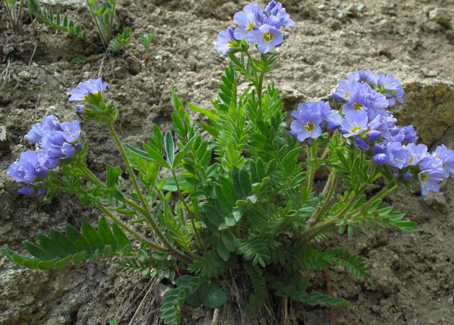 Polemonium pulcherrimum