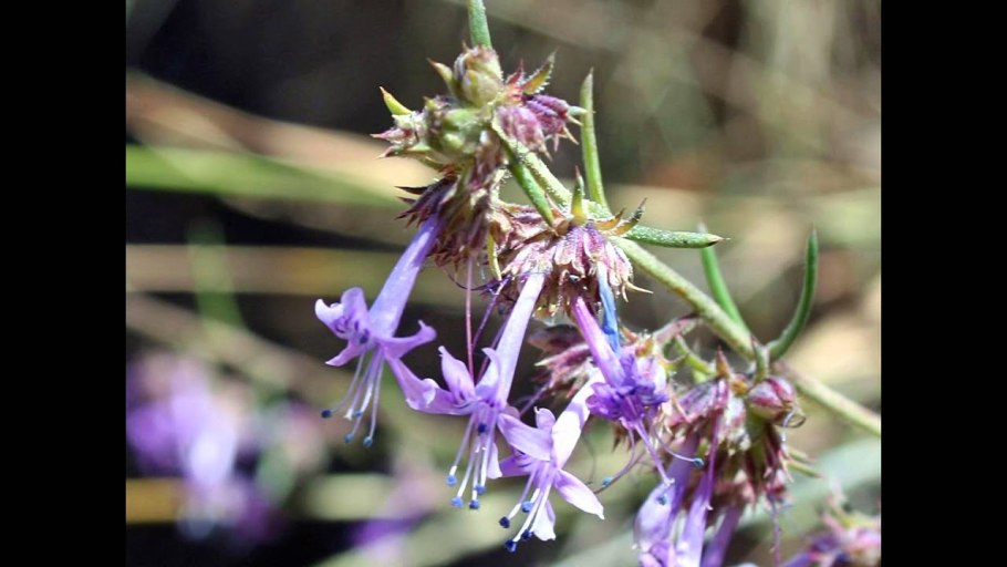 Иссоп лекарственный