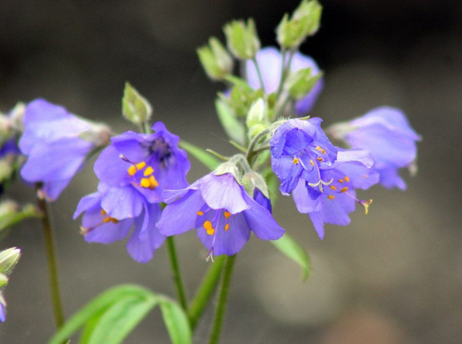 Цветок Синюха Северная