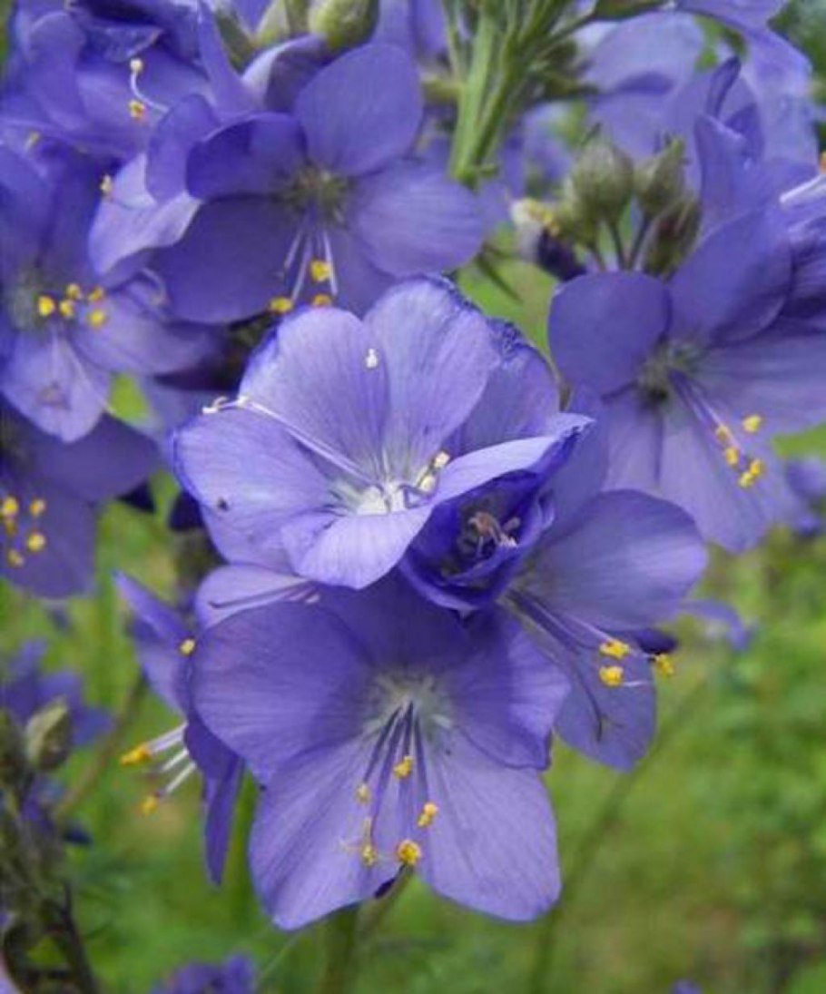 Синюха Лазоревая