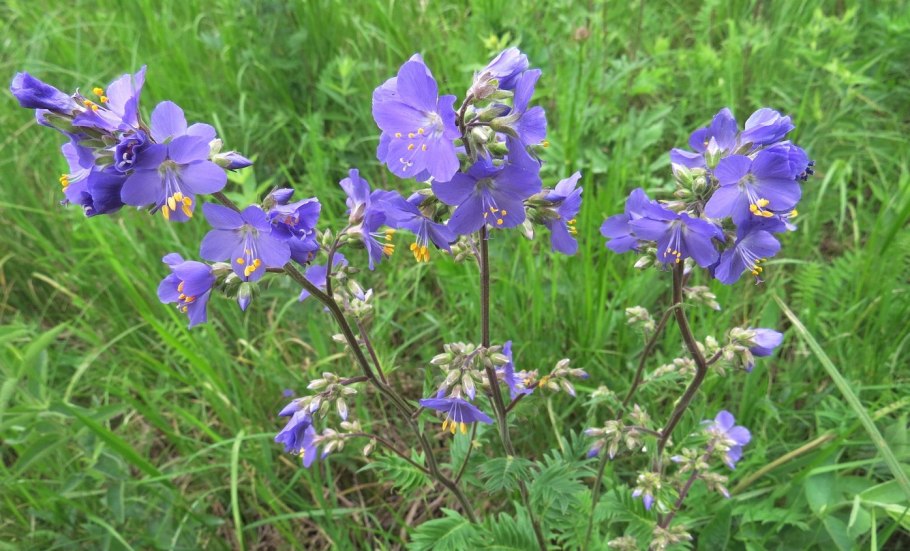 Какое растение одноименного растения