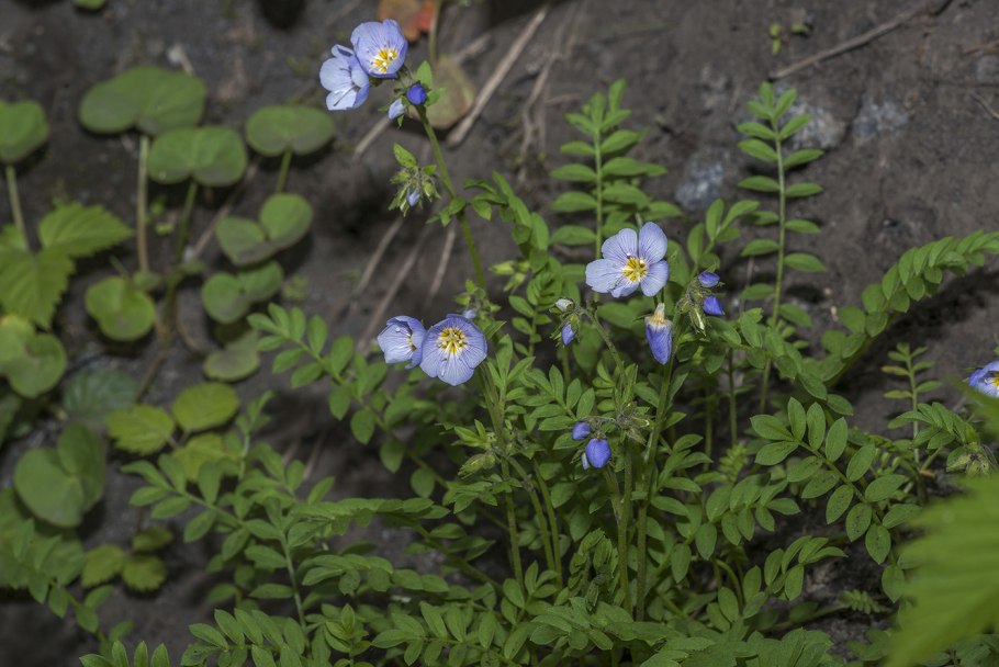 Polemonium caeruleum растение