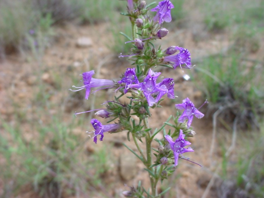 Синюха Северная
