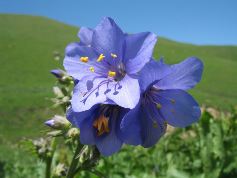 Polemonium caeruleum