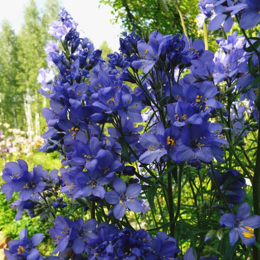 Полемониум синюха