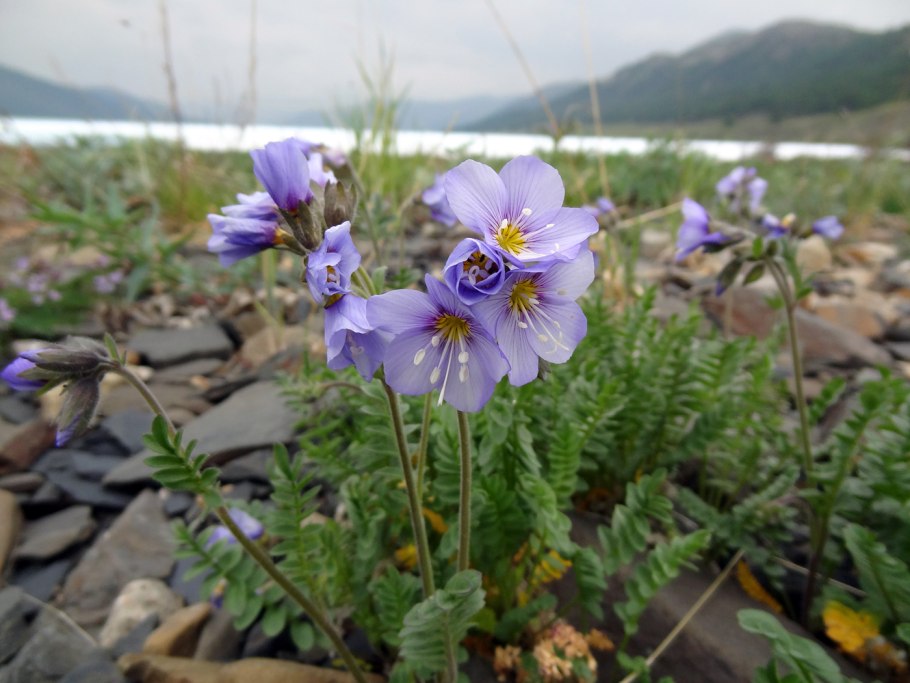 Синюха голубая