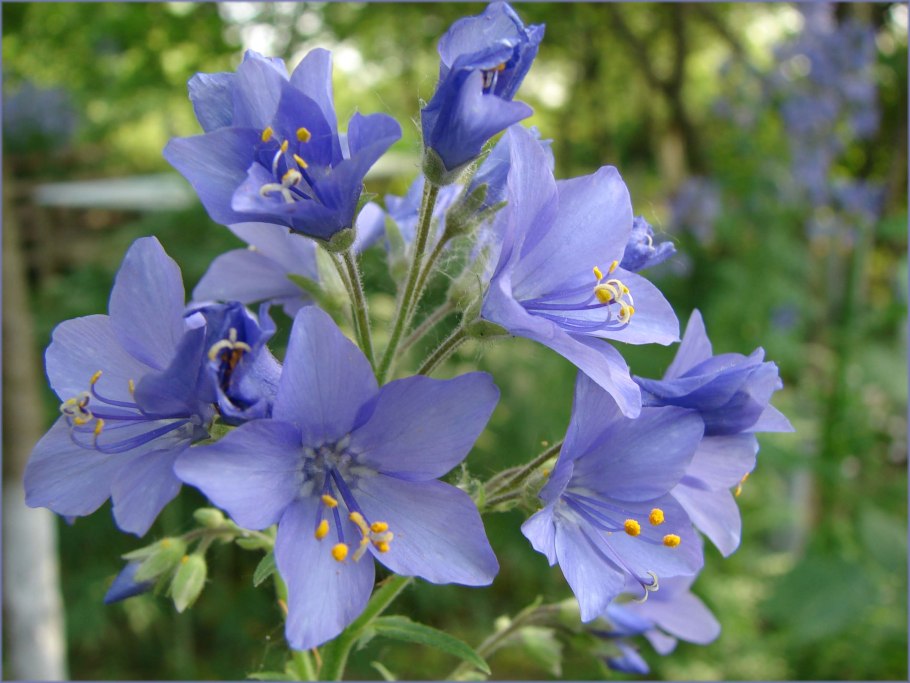 Синюха голубая лечебные