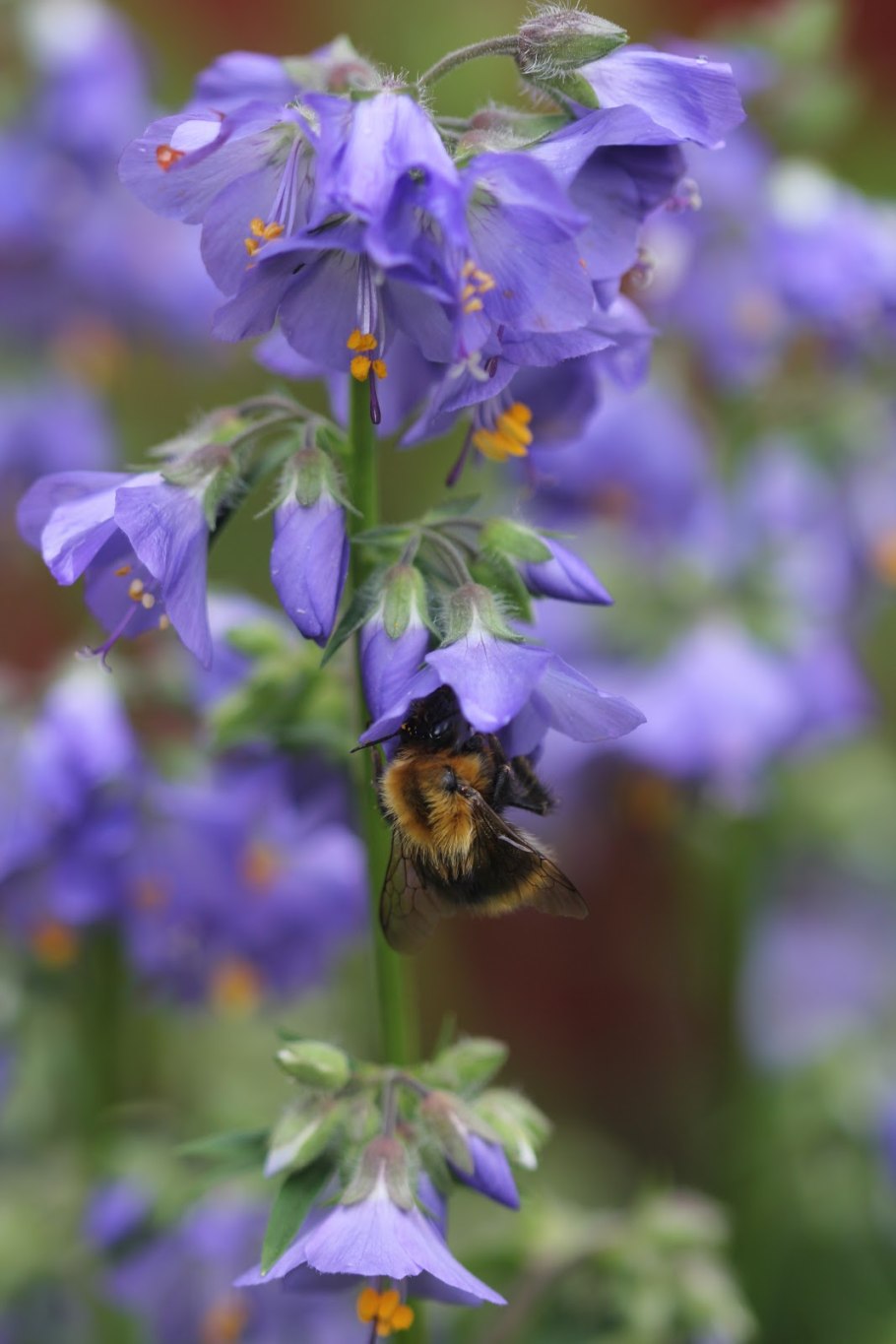Синюха льноцветковая