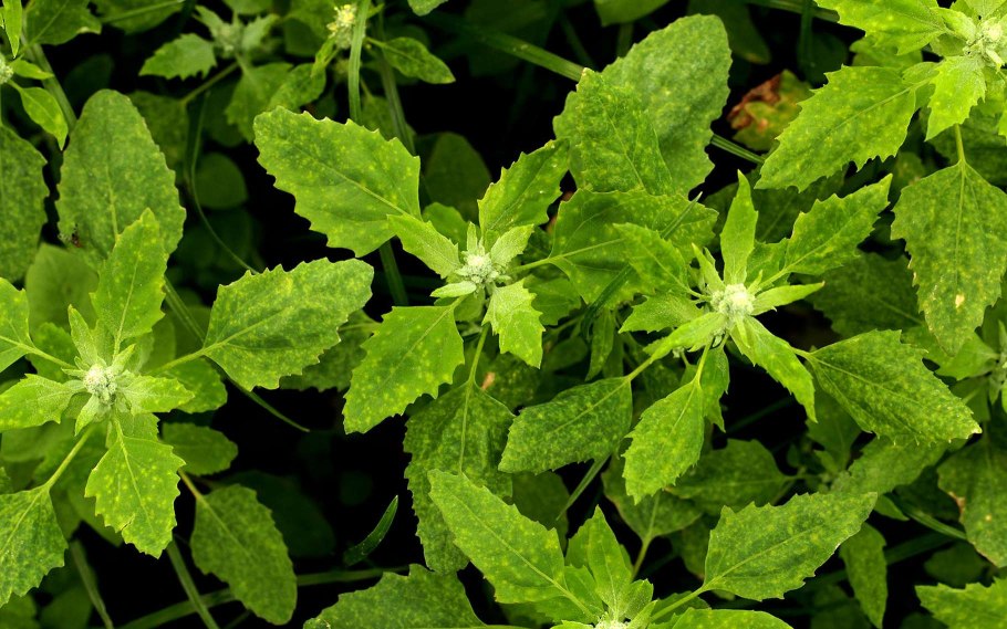 Лебеда (Марь обыкновенная, Марь белая)