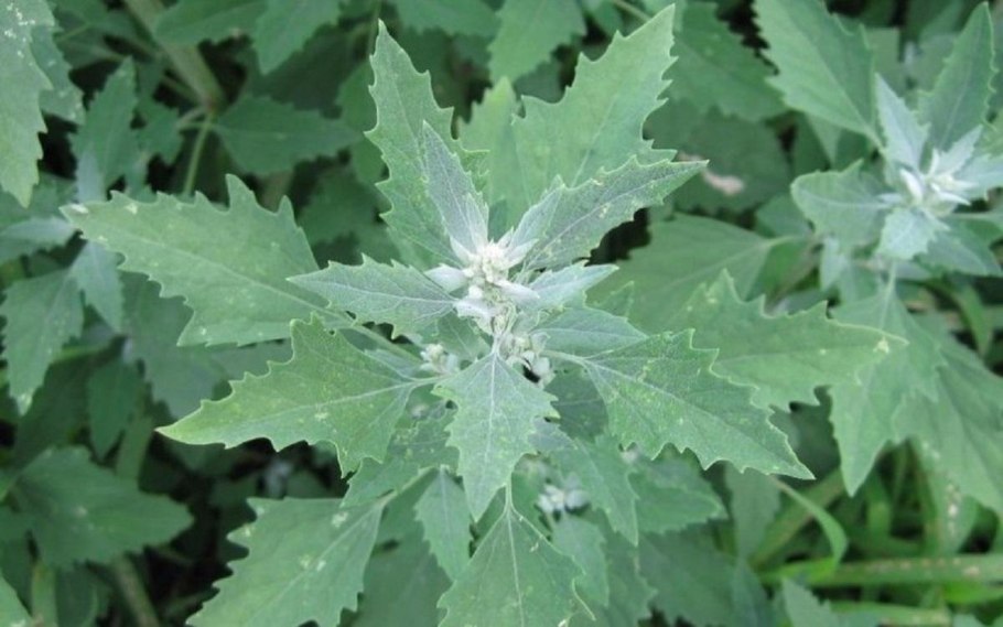 Марь белая (Chenopodium album)