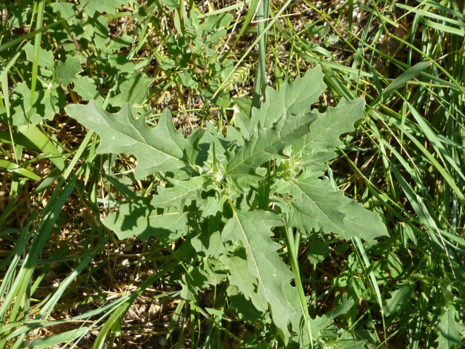 Марь белая (Chenopodium album)