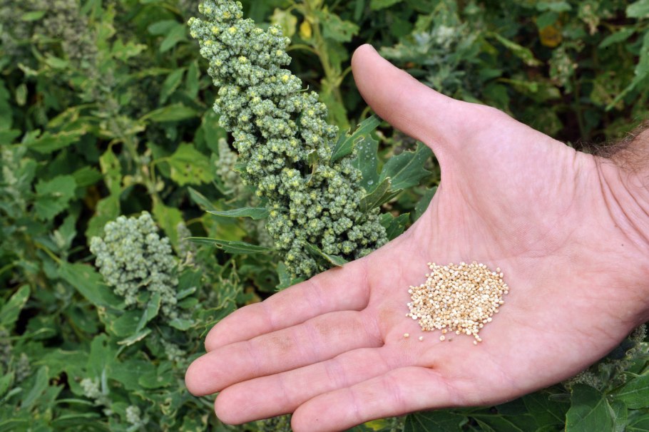 Лебеда (Atriplex)