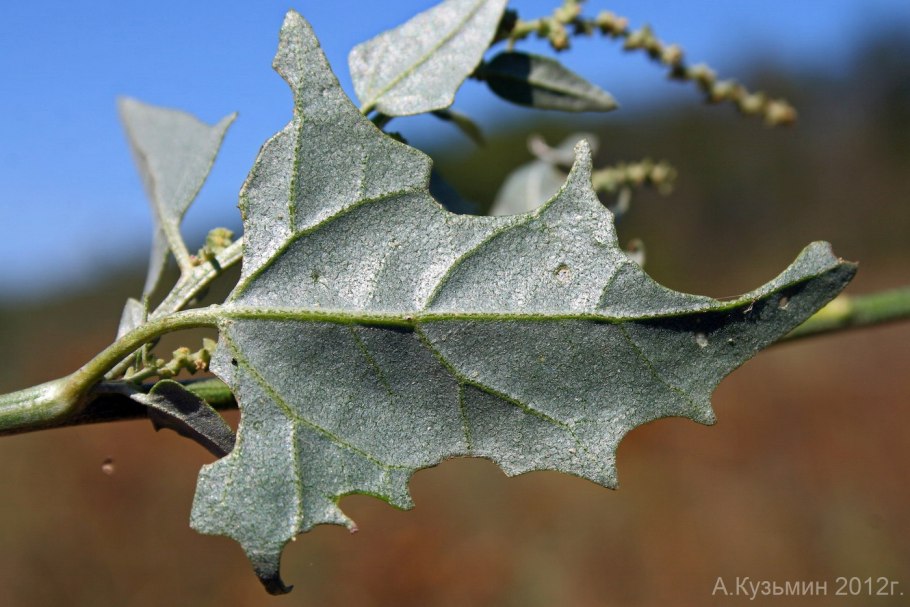 Лебеда раскидистая фото