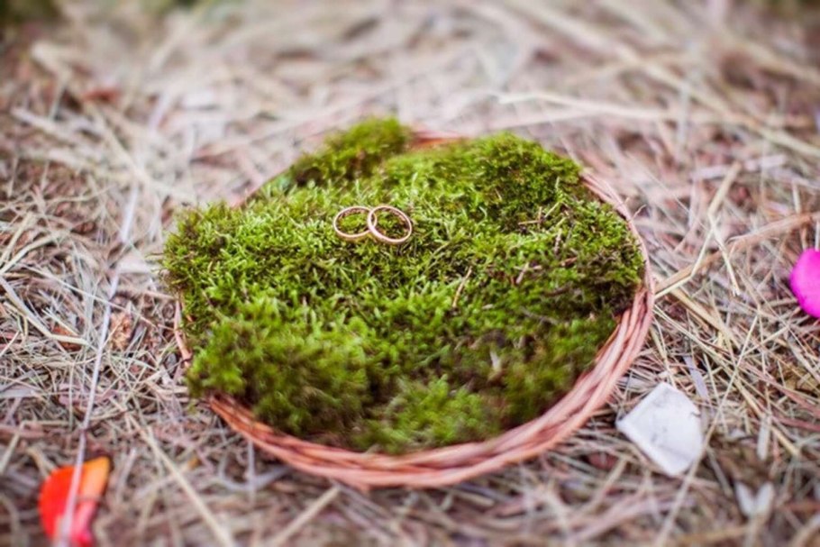 Мох для цветов