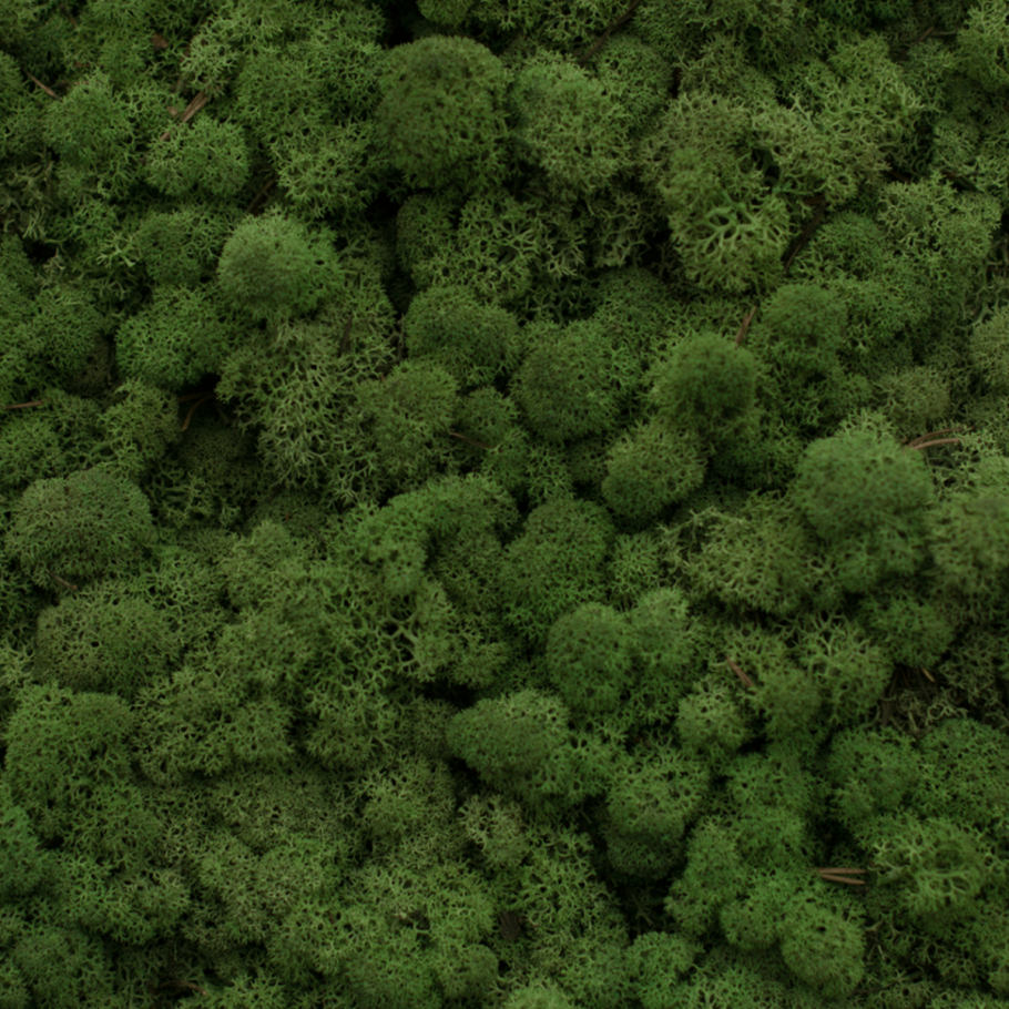 Мох ягель салатовый