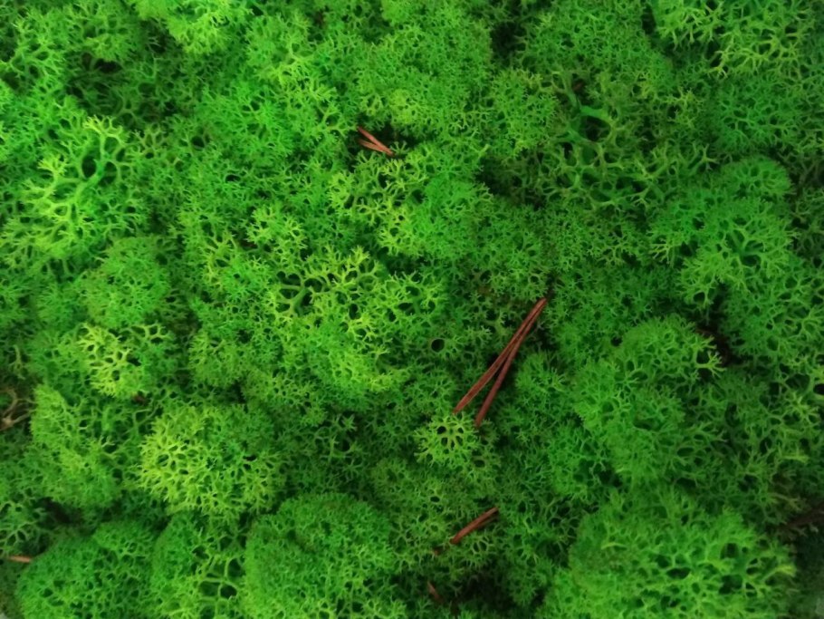 Зеленые мхи представители