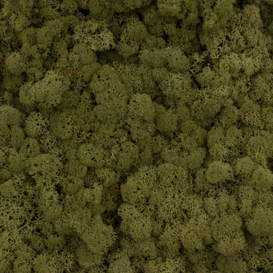 Цвет мха палитра