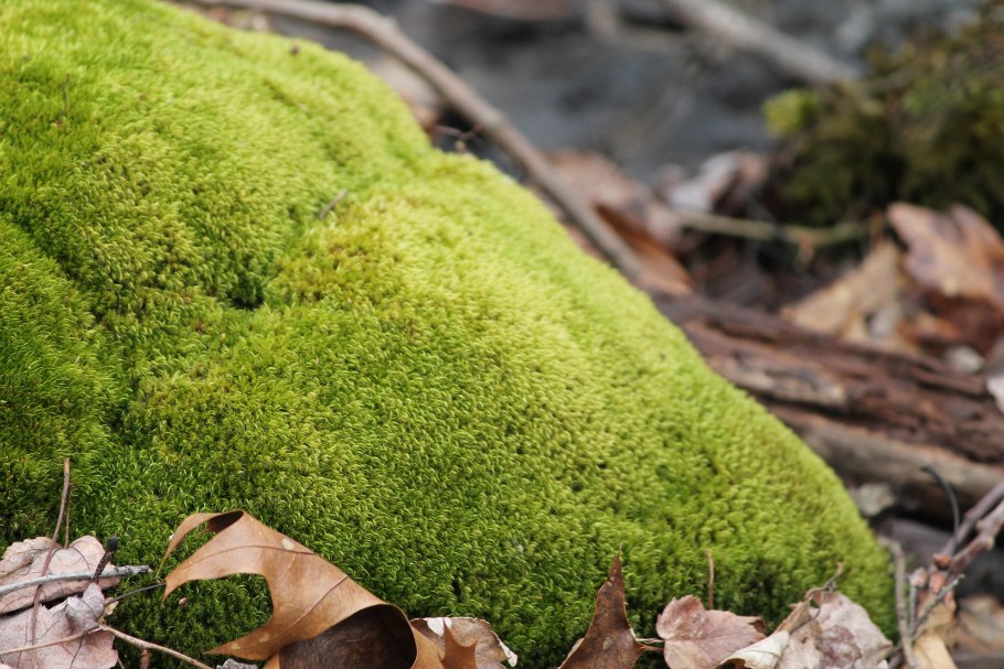 Моршанка мох