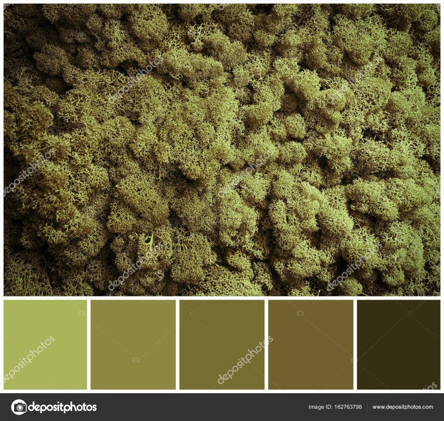 Стабилизированный мох Мшанка