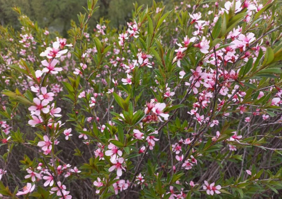 Толокнянка сорняк