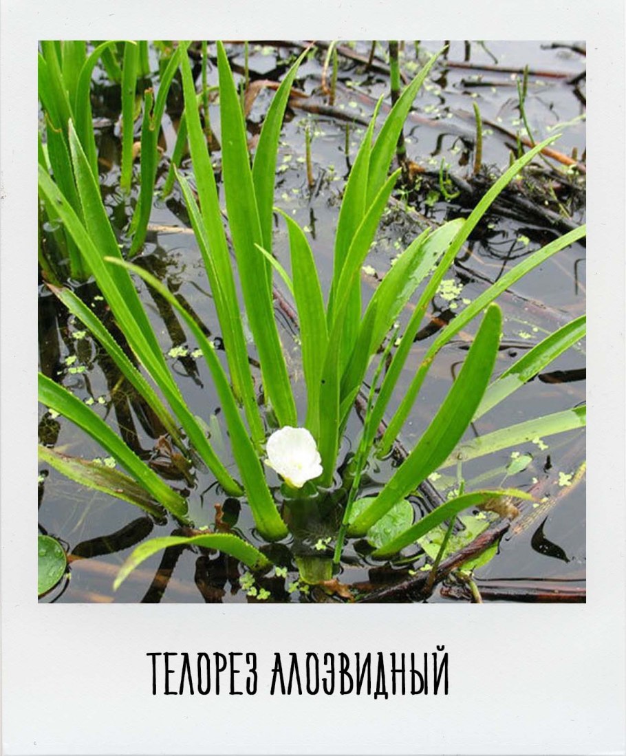 Пловмания растение