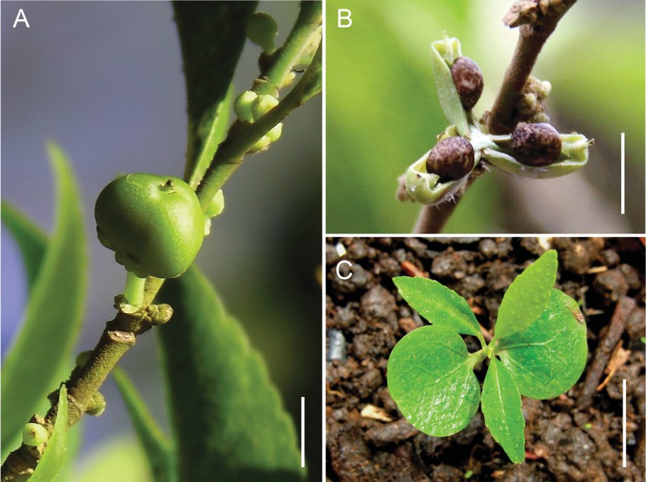 Цветущий диптерикс