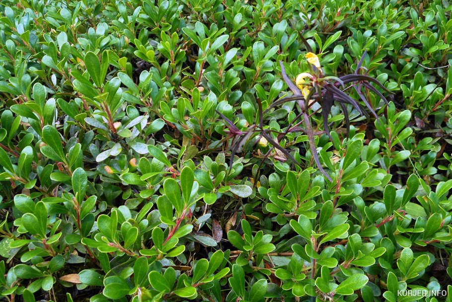 Мушмула Крымская цветёт