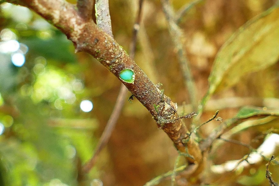 Цератозамия Мексиканская