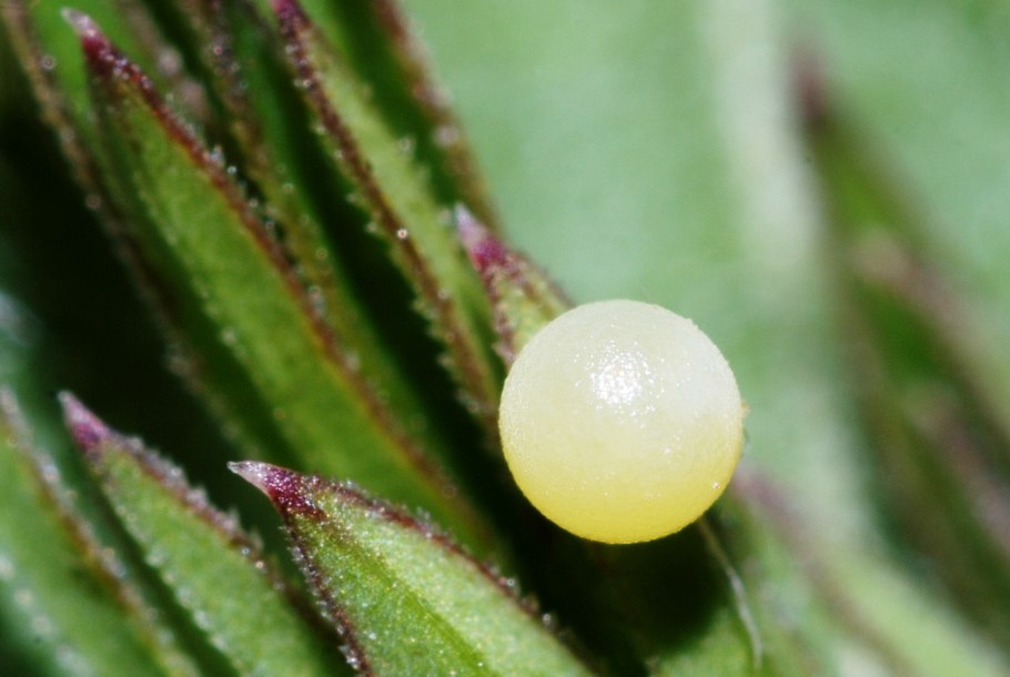 Strobilanthes kunthiana