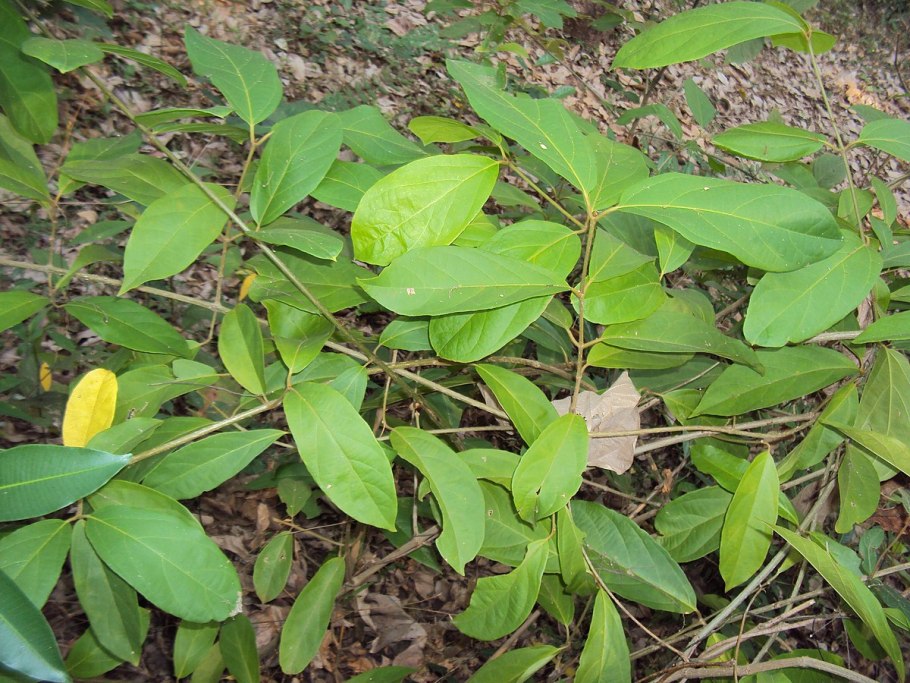 Pycnandra acuminata дерево