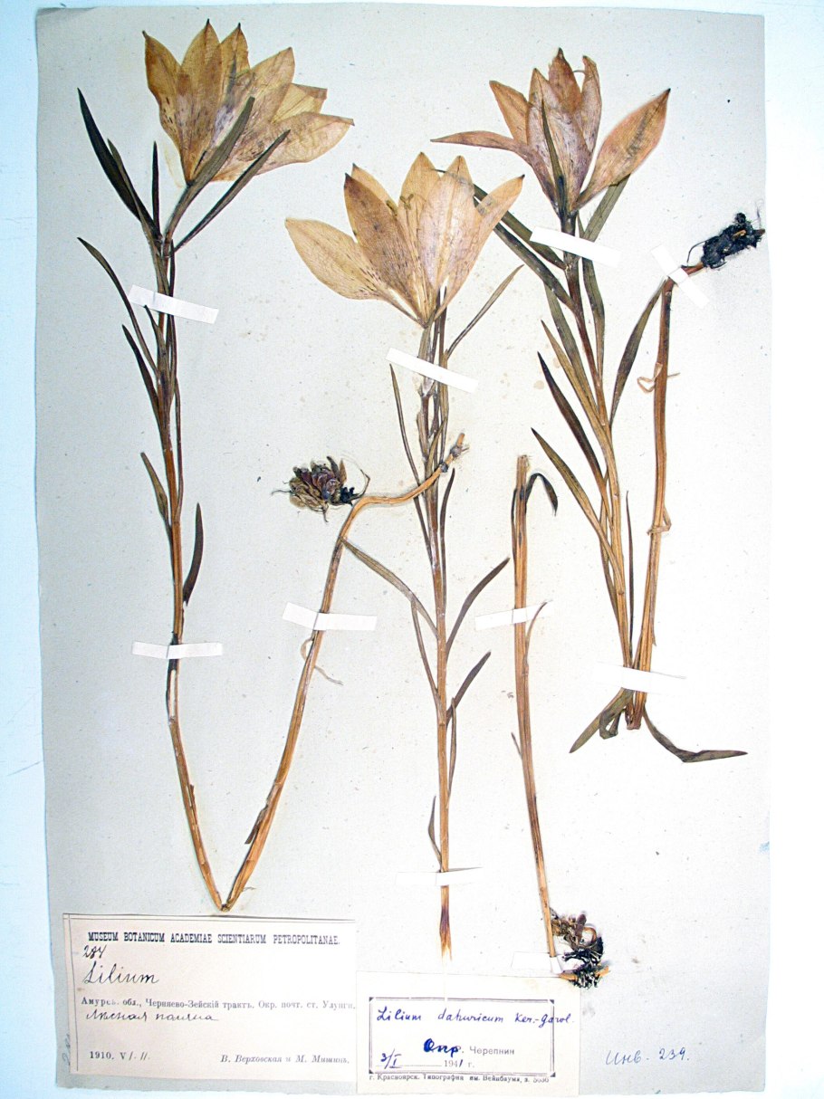 Vietorchis растение