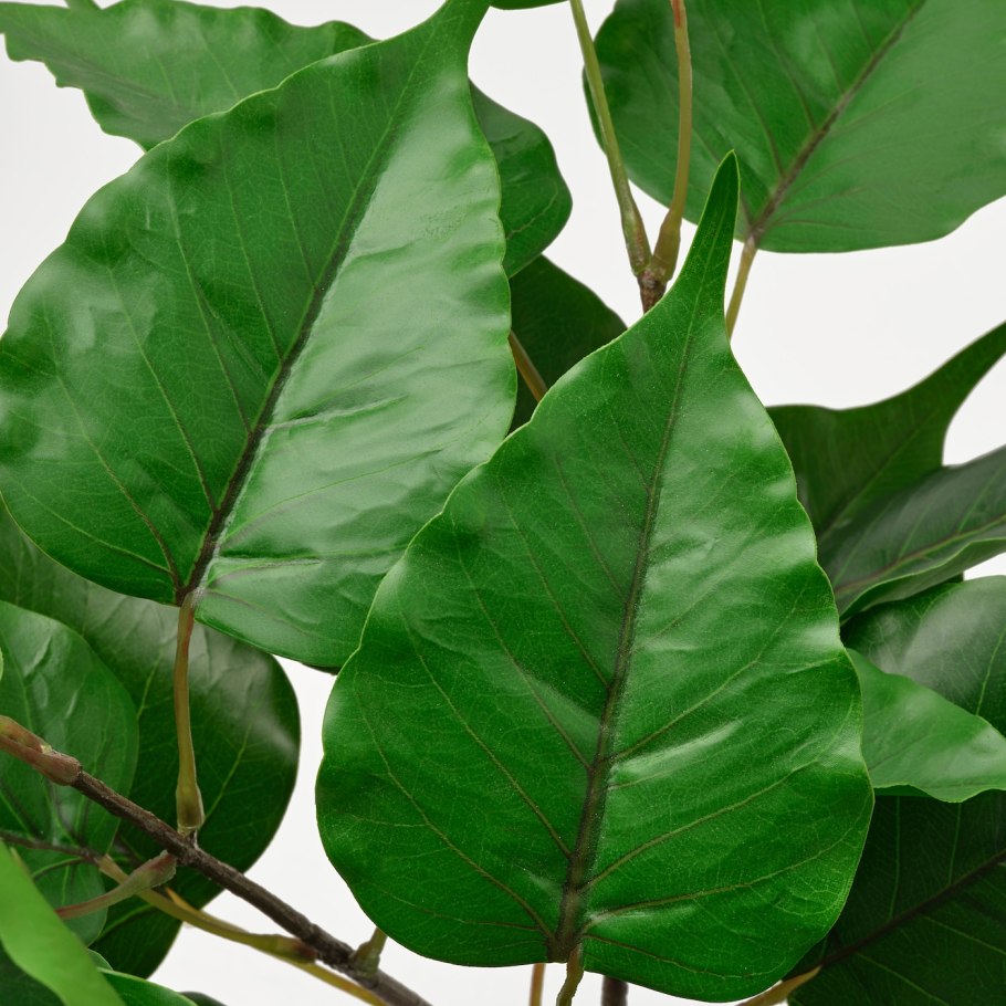 Диффенбахия лист текстура