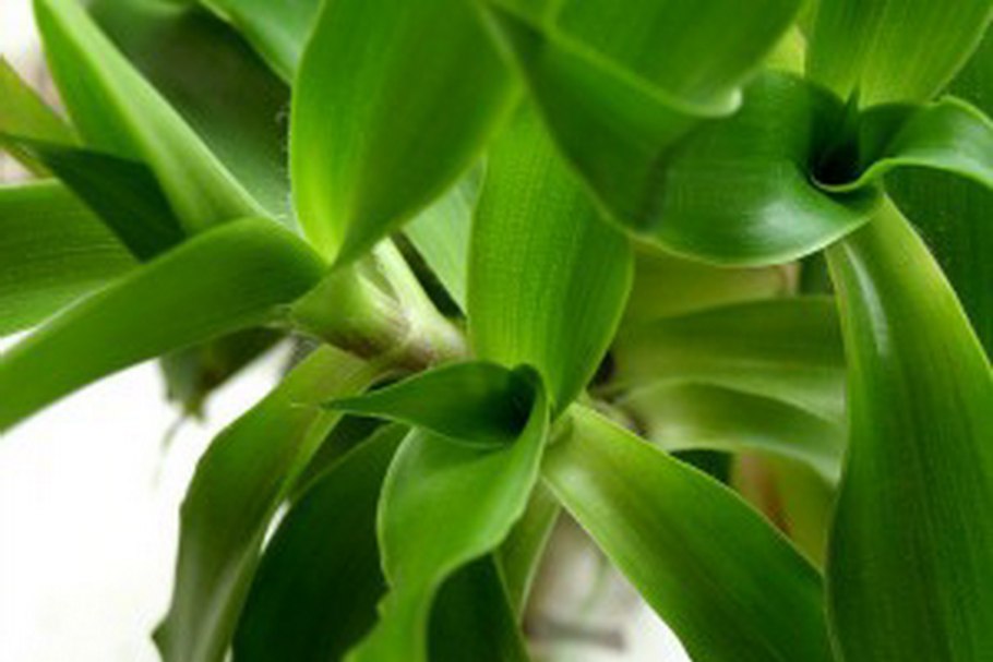 Вазомоторный кастрации вазомоторный ринит