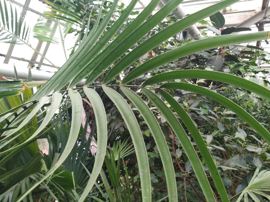 Зизифора пахучковидная