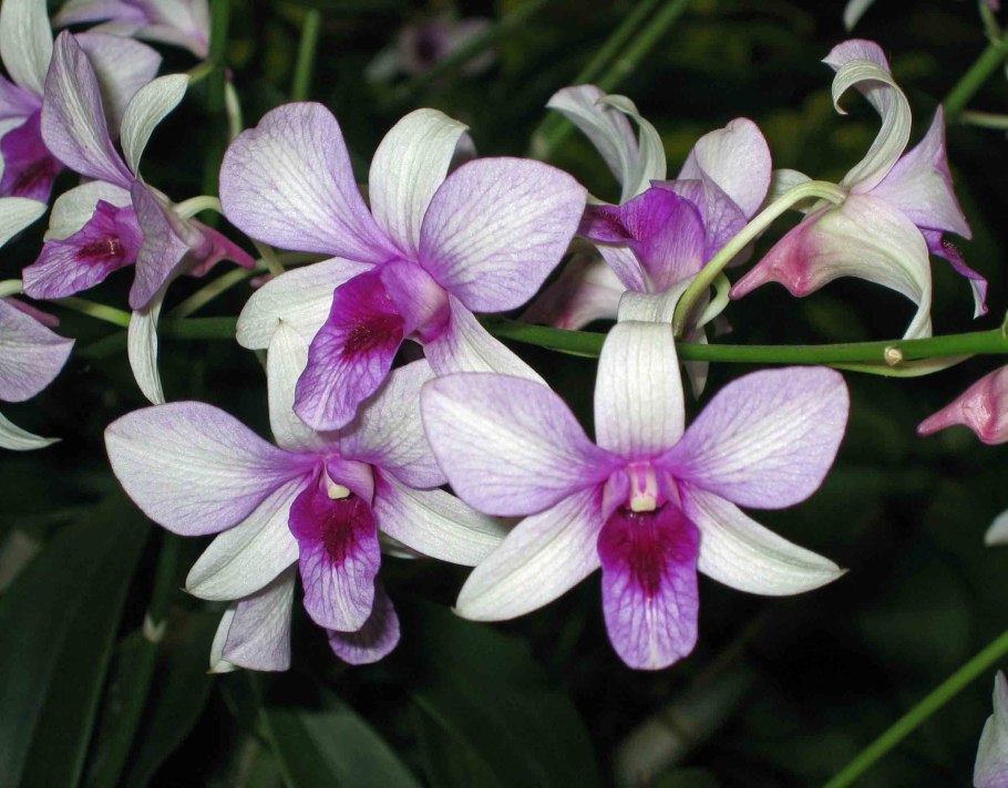 Dendrobium JK jub jub Stripe