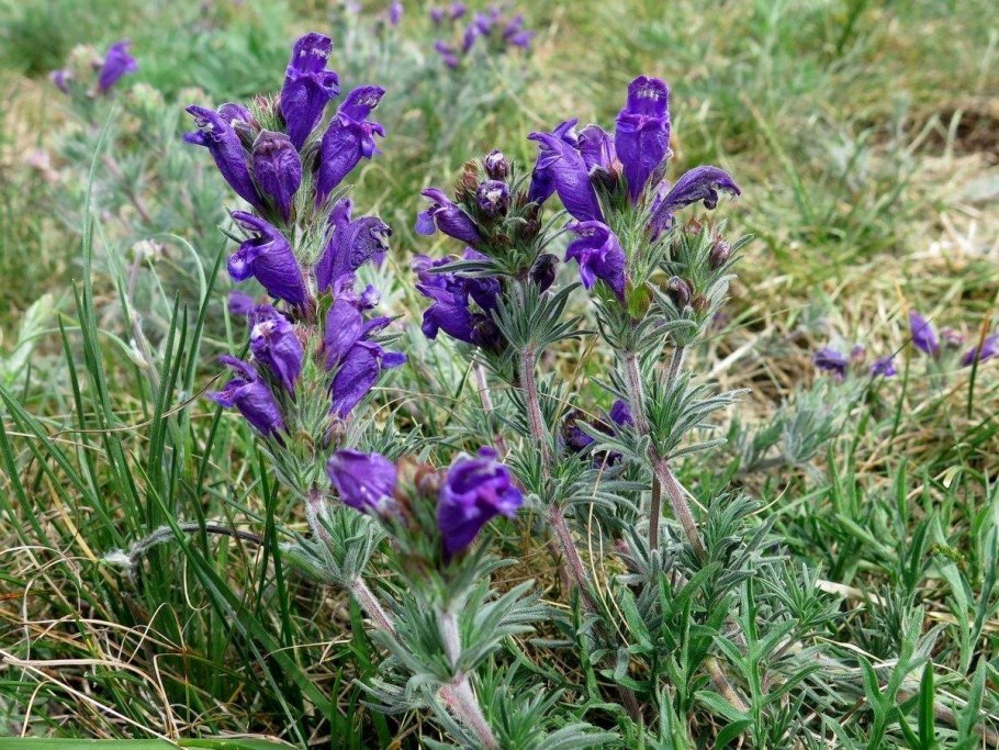 Dracocephalum ruyschiana