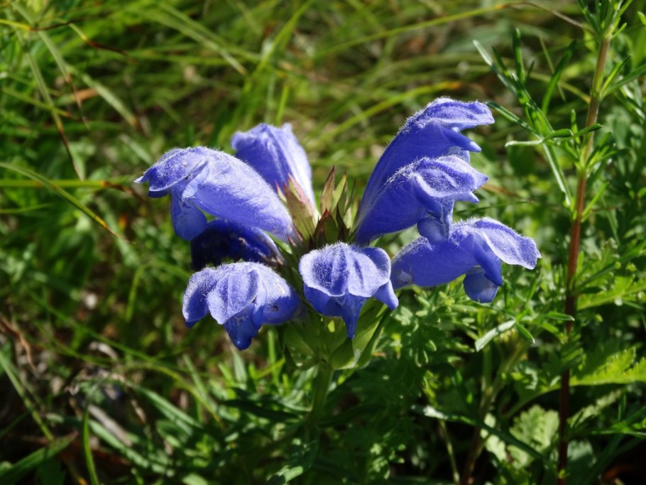 Змееголовник Рюйша (Dracocephalum ruyschiana)