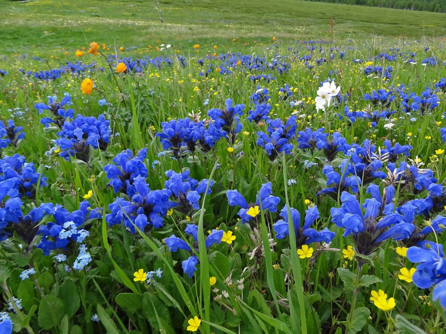 Змееголовник крупноцветковый 'Altai Blue' (Dracocephalum grandiflorum 'Altai Blue')