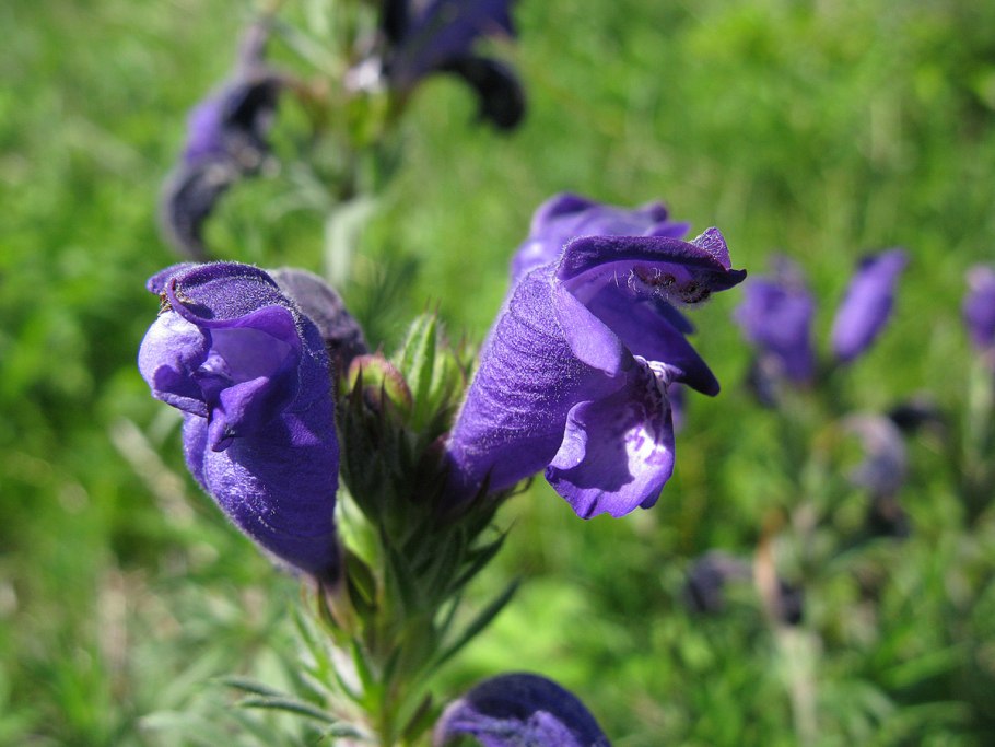 Змееголовник крупноцветковый 'Altai Blue' (Dracocephalum grandiflorum 'Altai Blue')