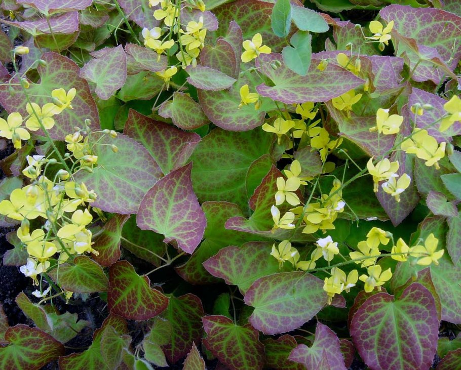 Горянка Перральдери Фронлайтен