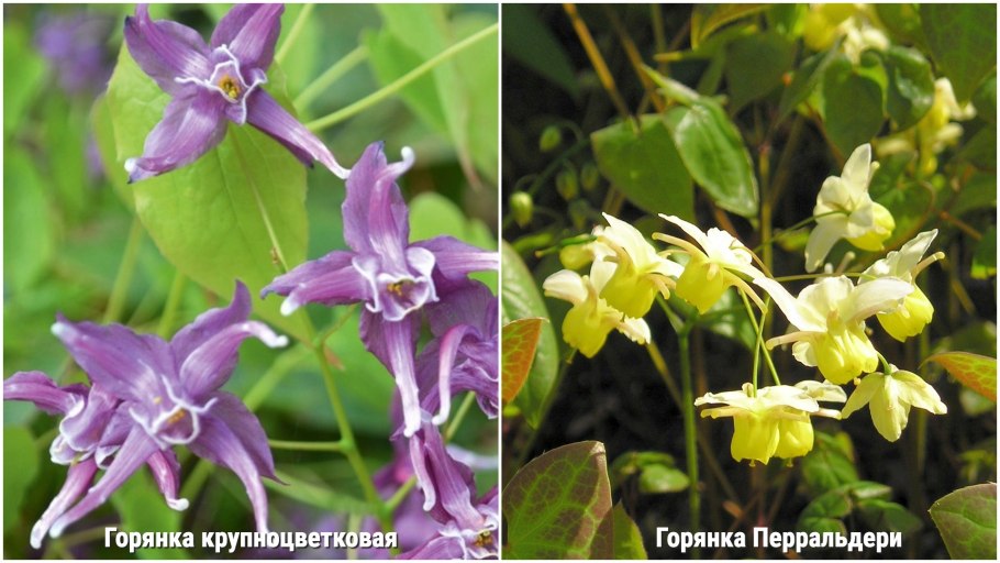 Epimedium alpinum
