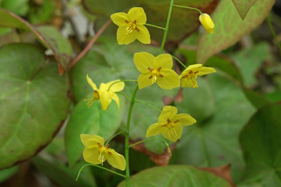 Горянка Перральдери Фронлайтен