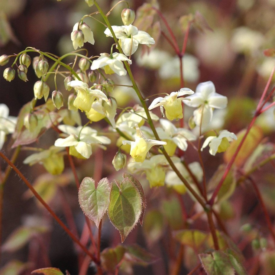 Горянка варлийская