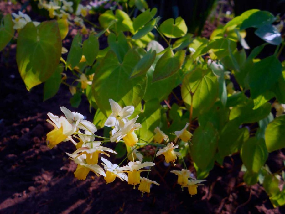 Эпимедиум Альпийский