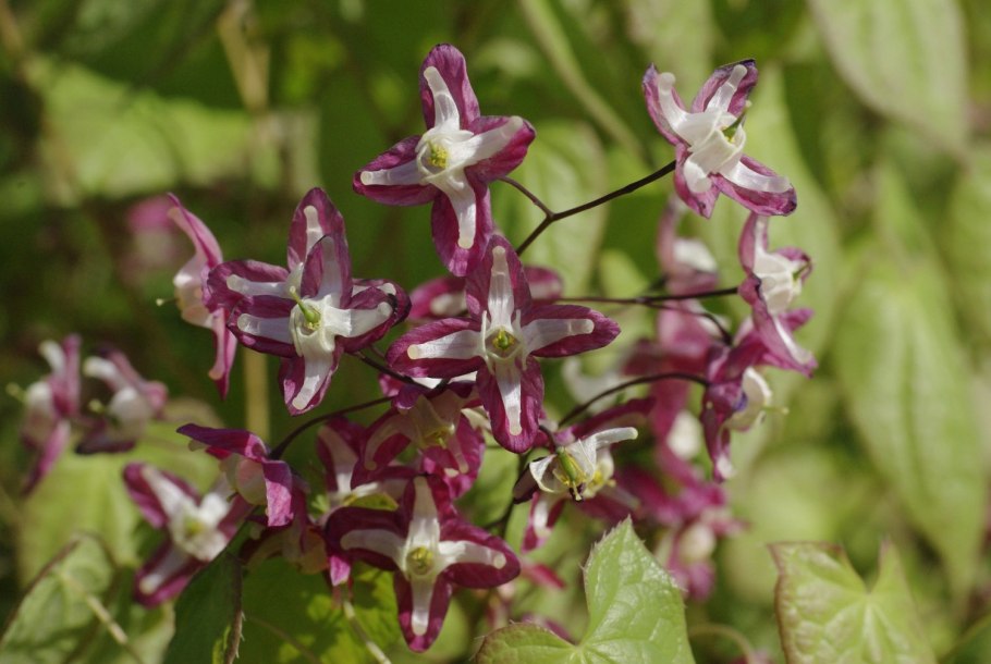 Горянка Юнга Розеум